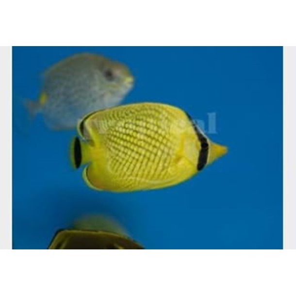 Lattice Butterflyfish