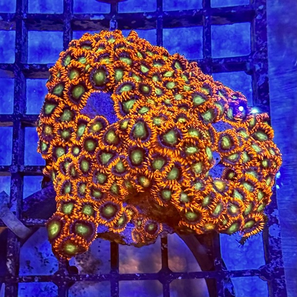 Flaming Sun Zoa Colony