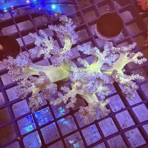 Ultra Green Asparagus Coral