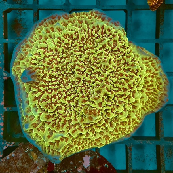 Montipora Colony