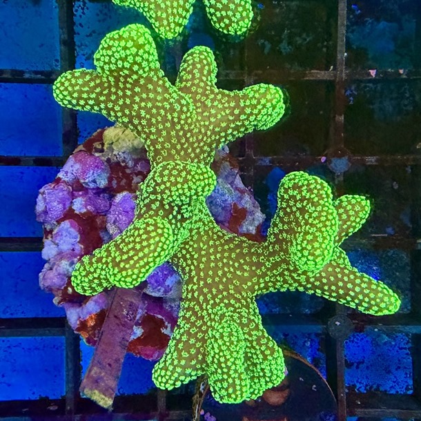 Forest Green Stylophora