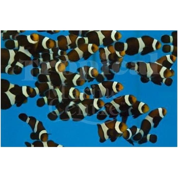 Darwin Clownfish