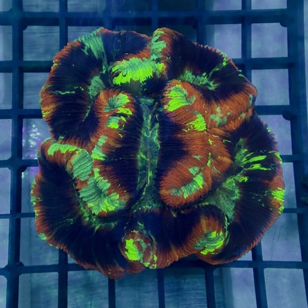 Ultra Rainbow Trachyphyllia