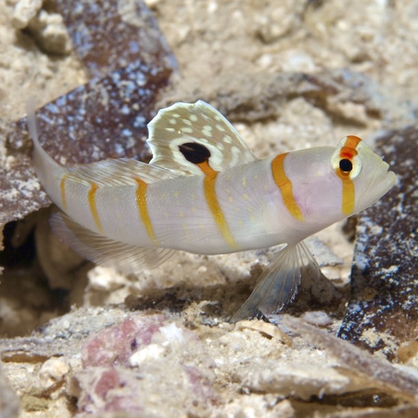 Tangerine Shrimp Goby