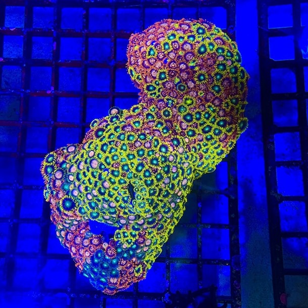 Enfys Zoa Colony