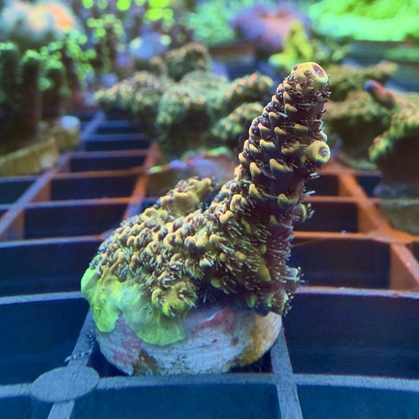 Peach Milli Acro Frag