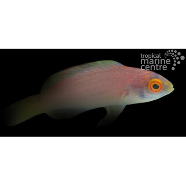 Pyle's Fairy Wrasse