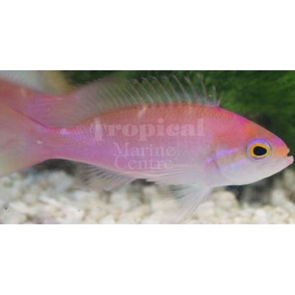 Hutomo's Anthias