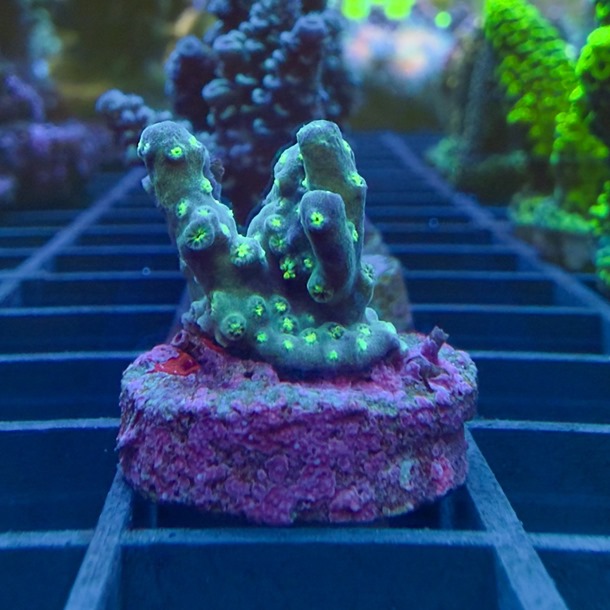 Green Spot Acro Frag