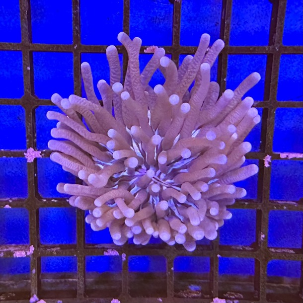 Bi Colour Long Tentacle Plate Coral