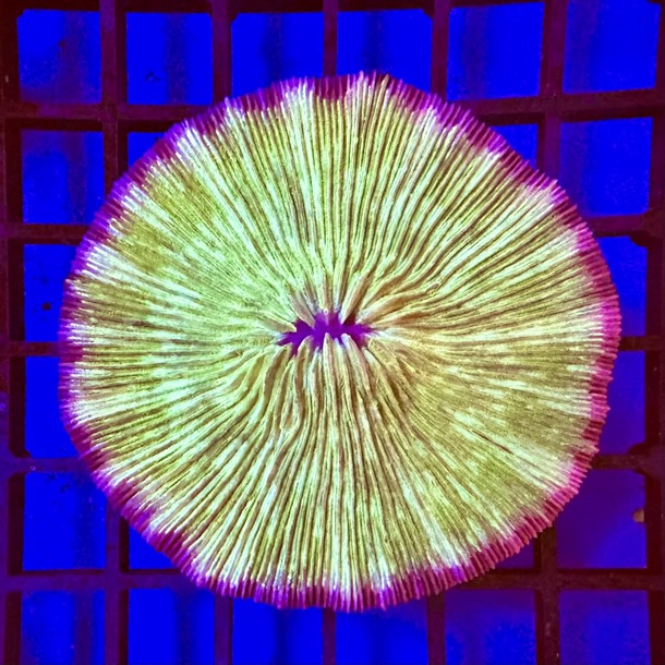 Dayglo Plate Coral
