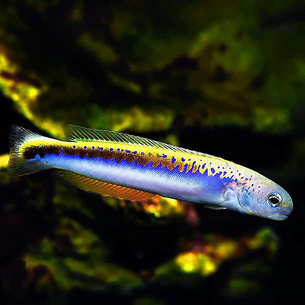 Oreni Tilefish