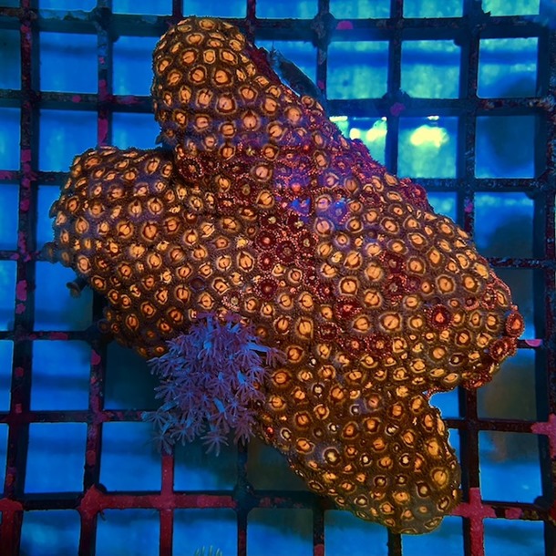 Orange Enfys Zoa Colony