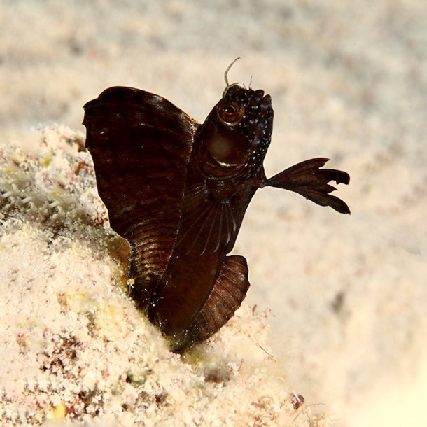 Sailfin Blenny