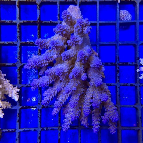 Oz Acropora Colony