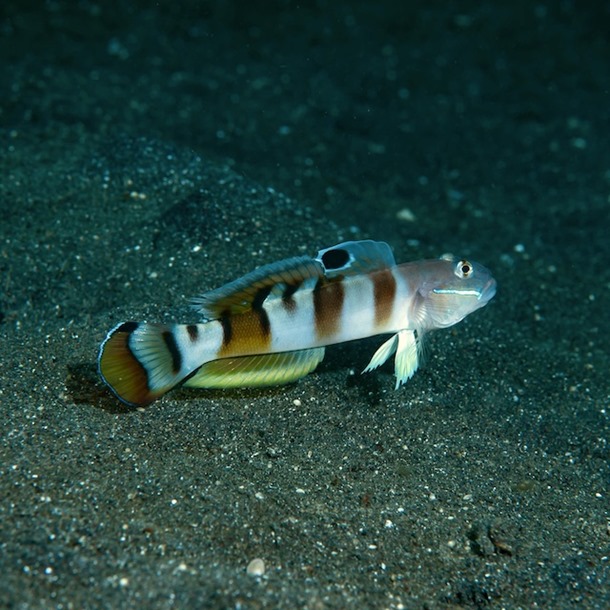 Tiger Sleeper Goby