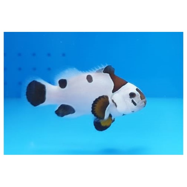 Mocha Storm Clownfish