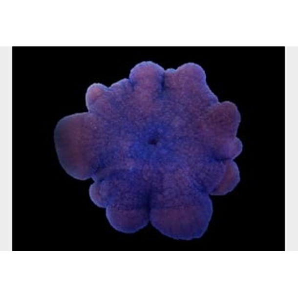 Ultra Haddon's Carpet Anemone