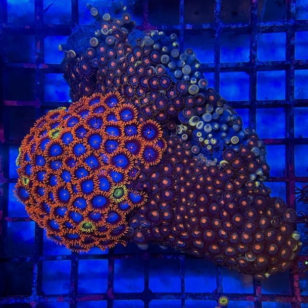 Enfys Zoa Colony