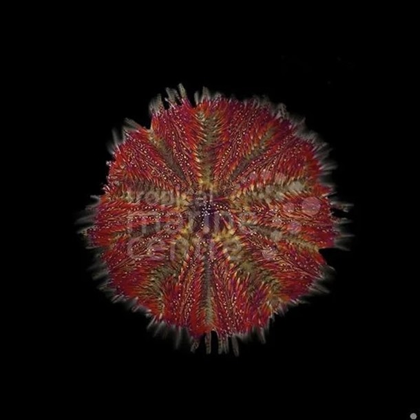 Bicolour Urchin