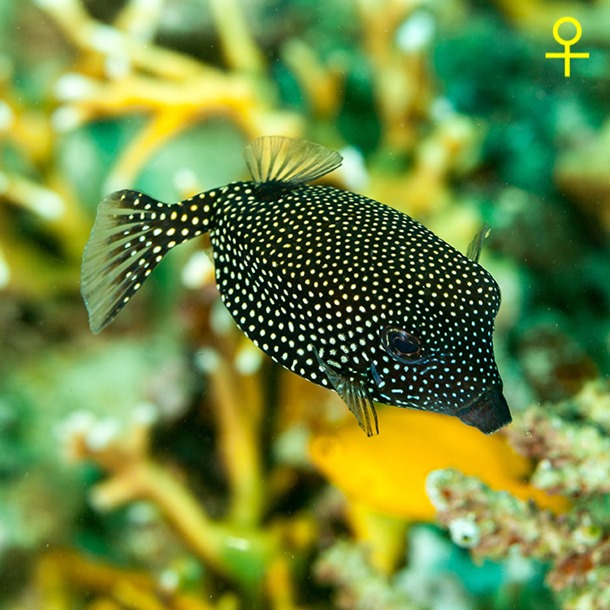 Blue Spotted Boxfish