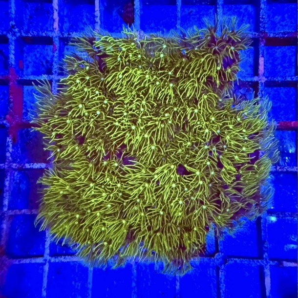 Ultra Green Star Polyp Colony