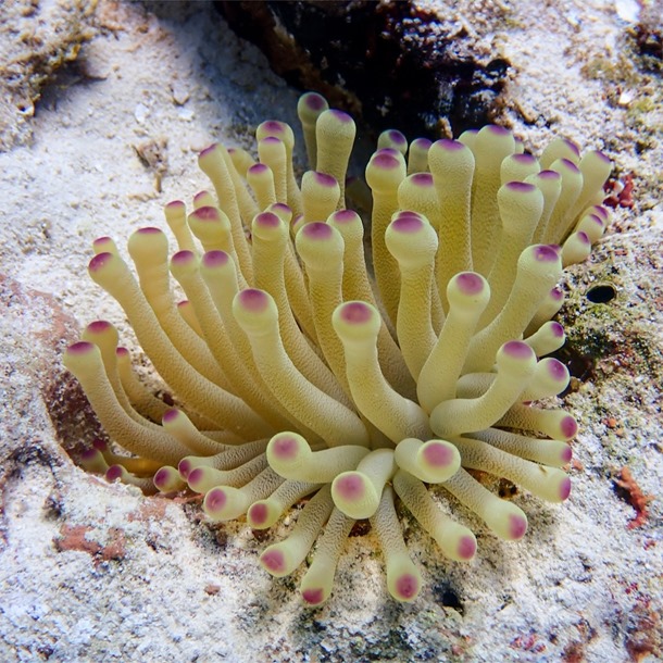 Caribbean Anemone