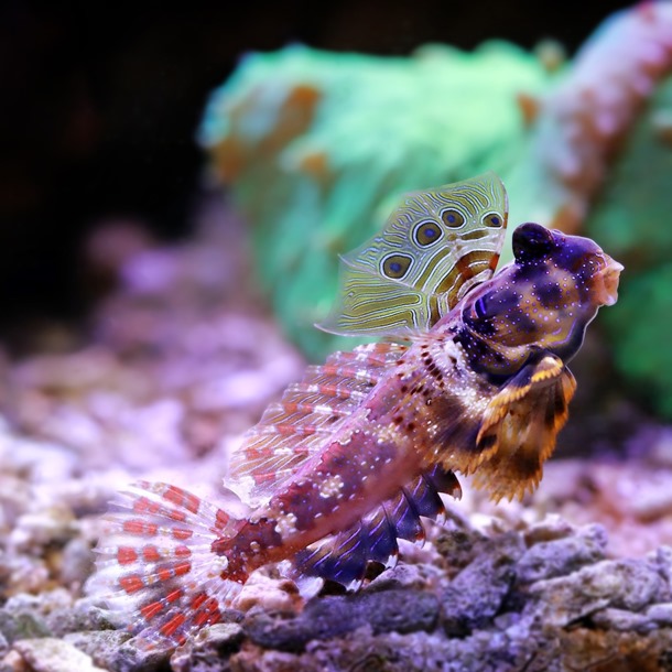 Scooter Blenny