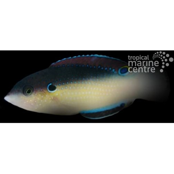 New Guinea Tamarin Wrasse