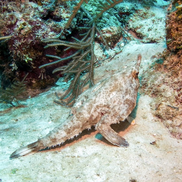 Walking Batfish