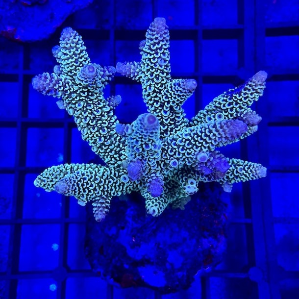 Ultra Acro Colony