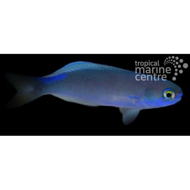 Blue Tilefish