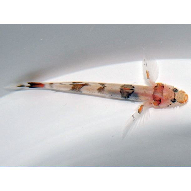 Amikami Nano Goby