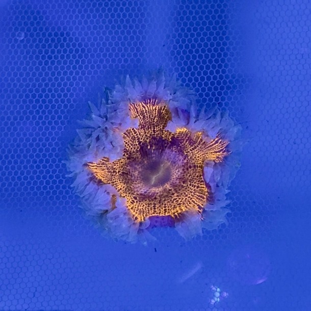 Flower Anemone