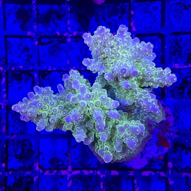 Acropora Colony