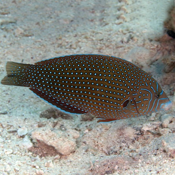 Blue Spot Tamarin Wrasse