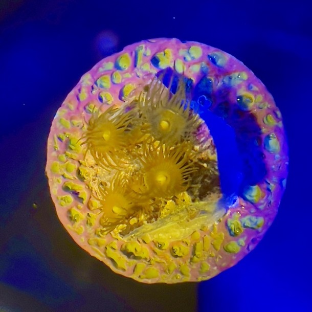 Yellow Polyps Frag