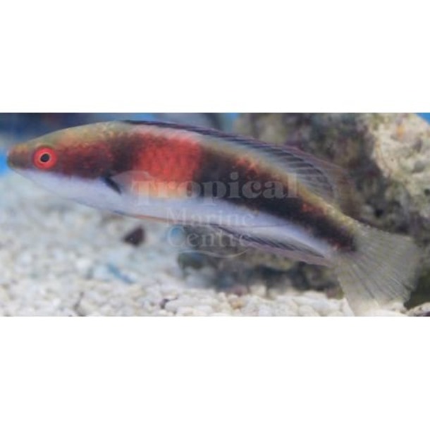 Girdled Fairy Wrasse