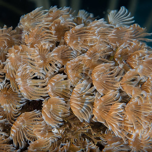Feather Worm Cluster 