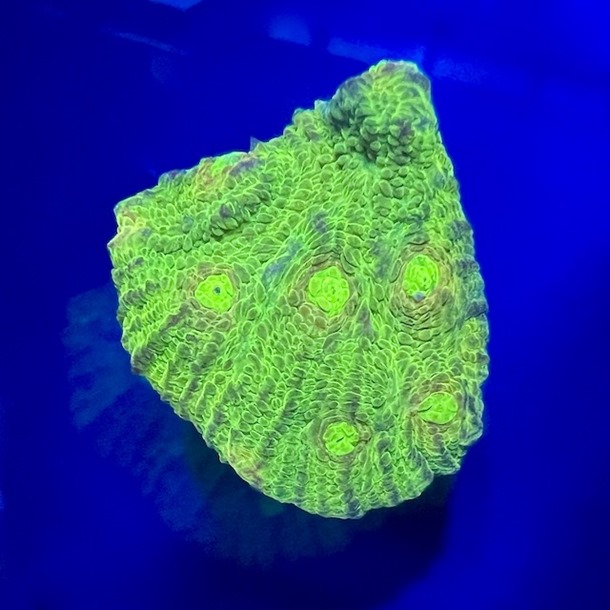 Neon Green Chalice Frag