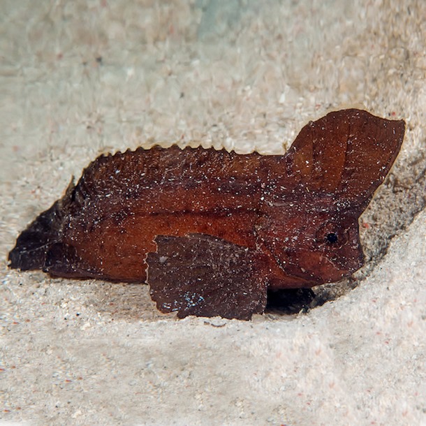 Cockatoo Waspfish