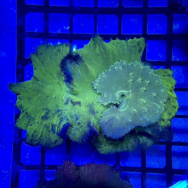 Green Cabbage Coral