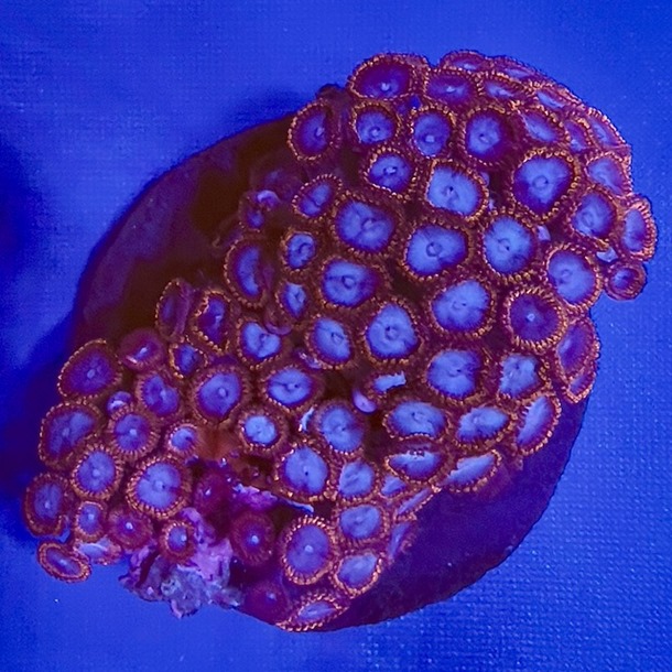 Spiderman Zoa Colony