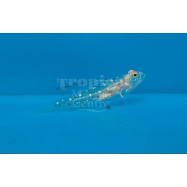 Tangaroa Shrimp Goby