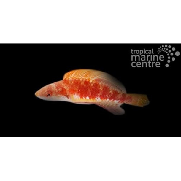 Whip Fin Fairy Wrasse