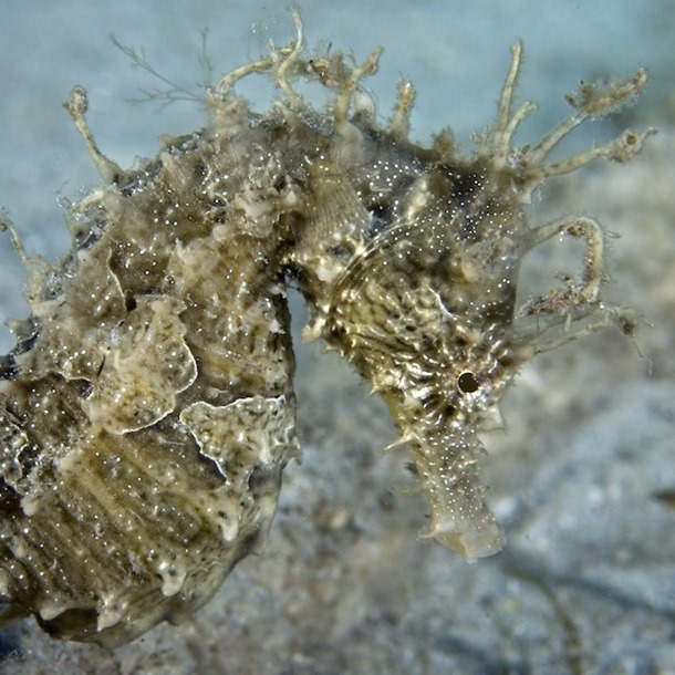 Lined Seahorse