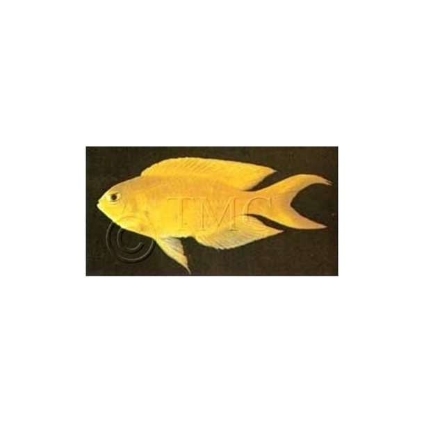 Canary Damsel