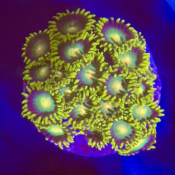 Orange Green Zoa Frags