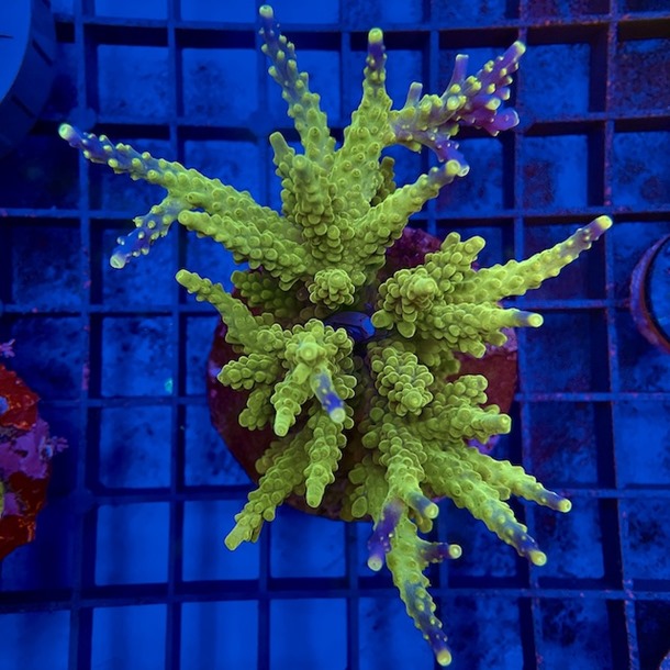 Ultra Acro Colony