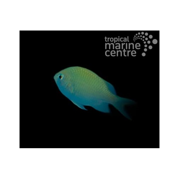 Black Axil Chromis